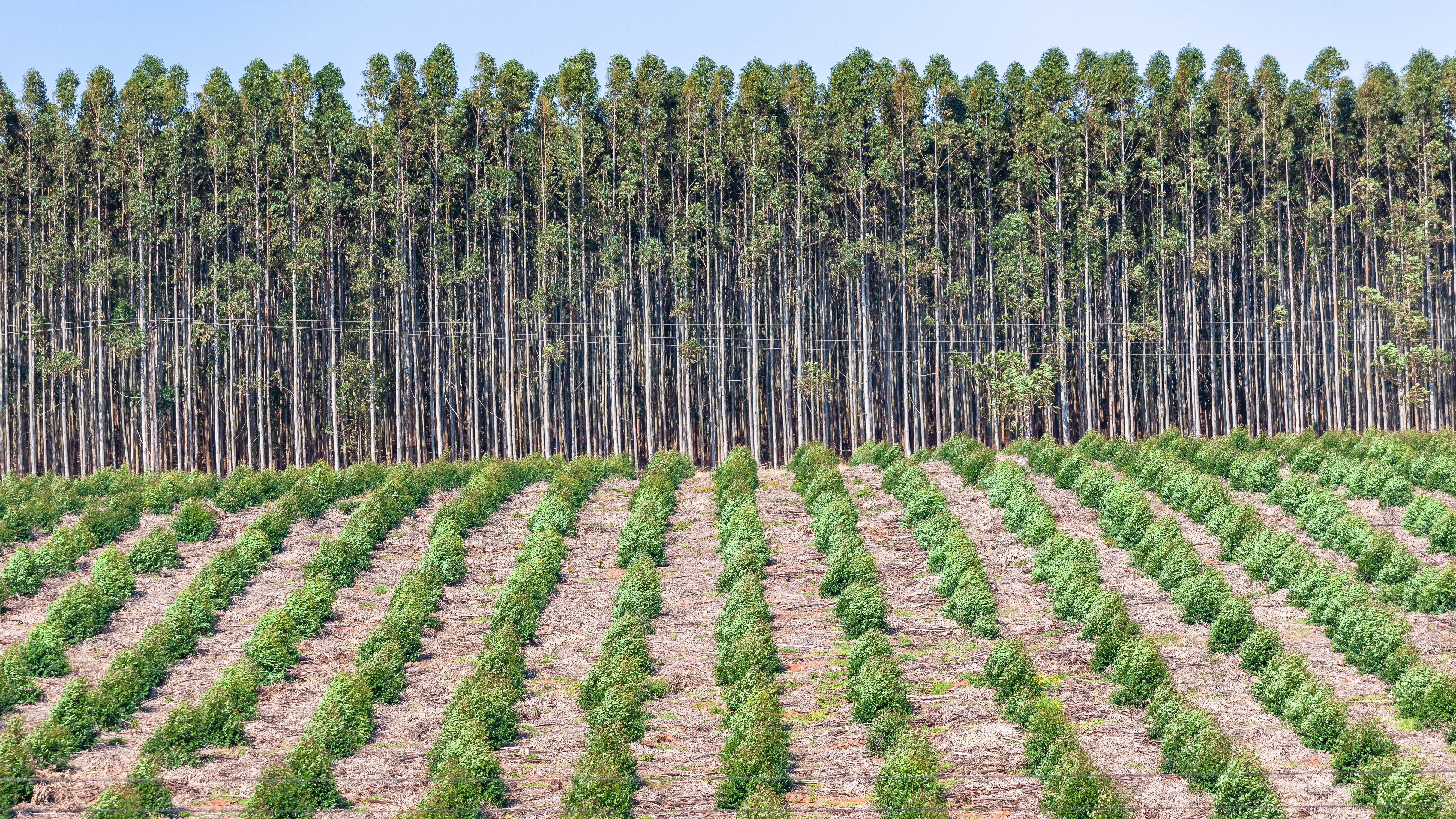 sustainable plywood plantation