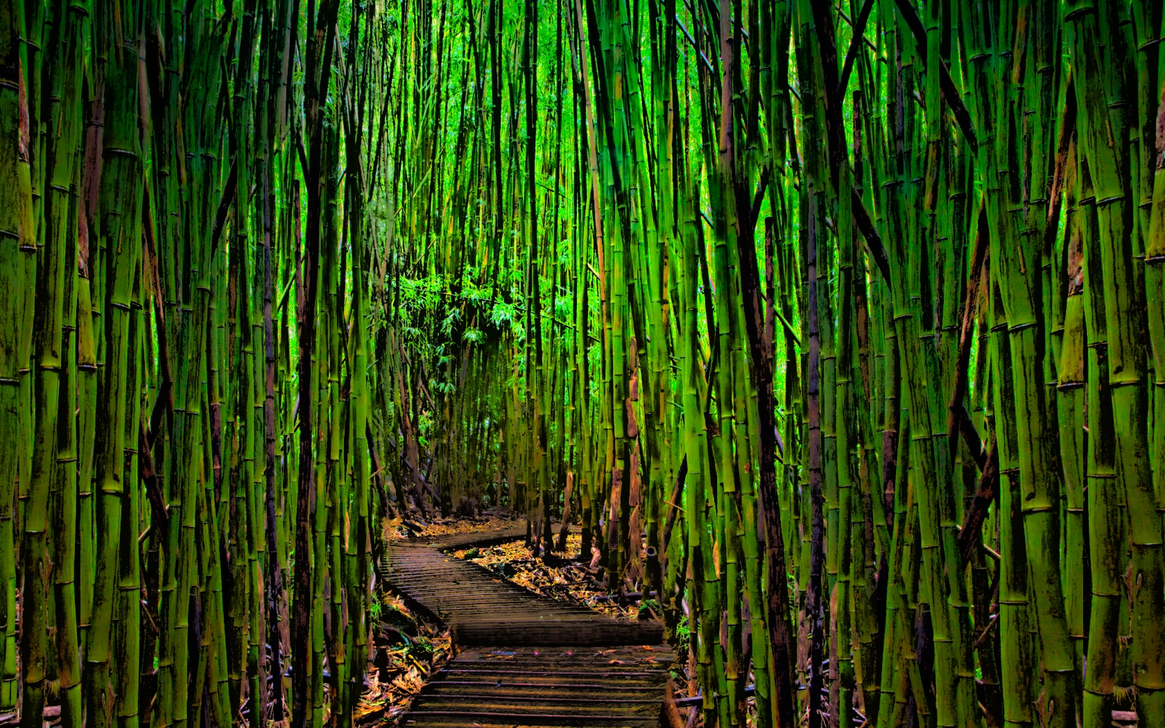 bamboo plywood forest