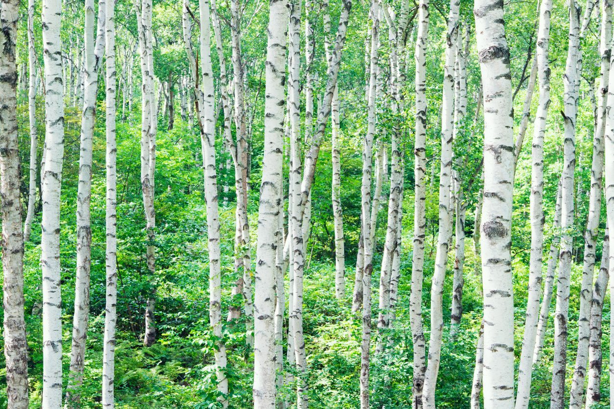 birch plywood plantation