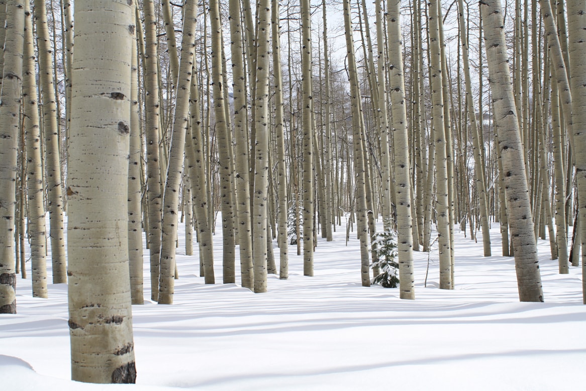 plyco-birch-plywood-trees-europe-min